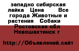 западно сибирская лайка › Цена ­ 0 - Все города Животные и растения » Собаки   . Ростовская обл.,Новошахтинск г.